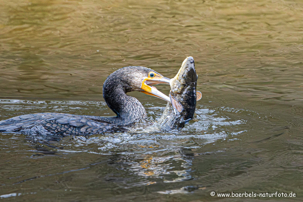 Kormoran