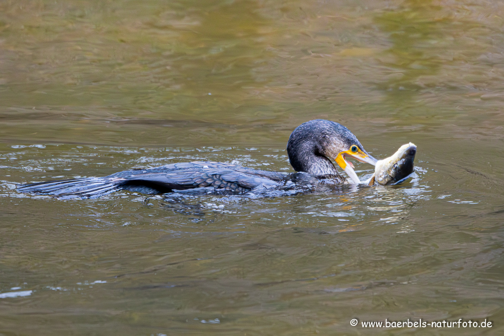 Kormoran