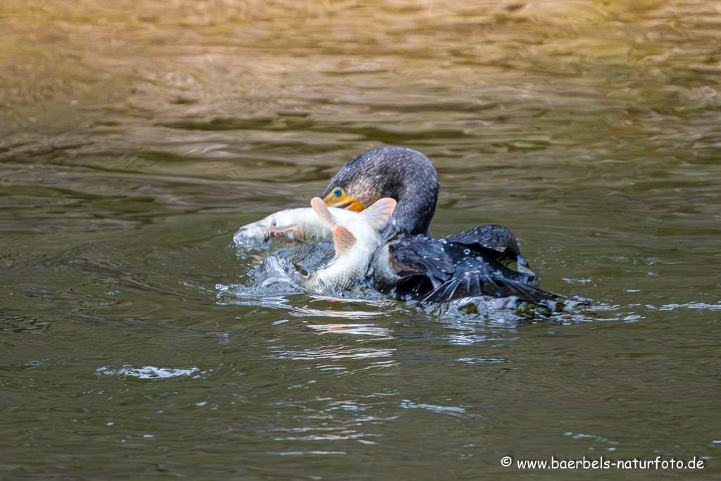 Kormoran