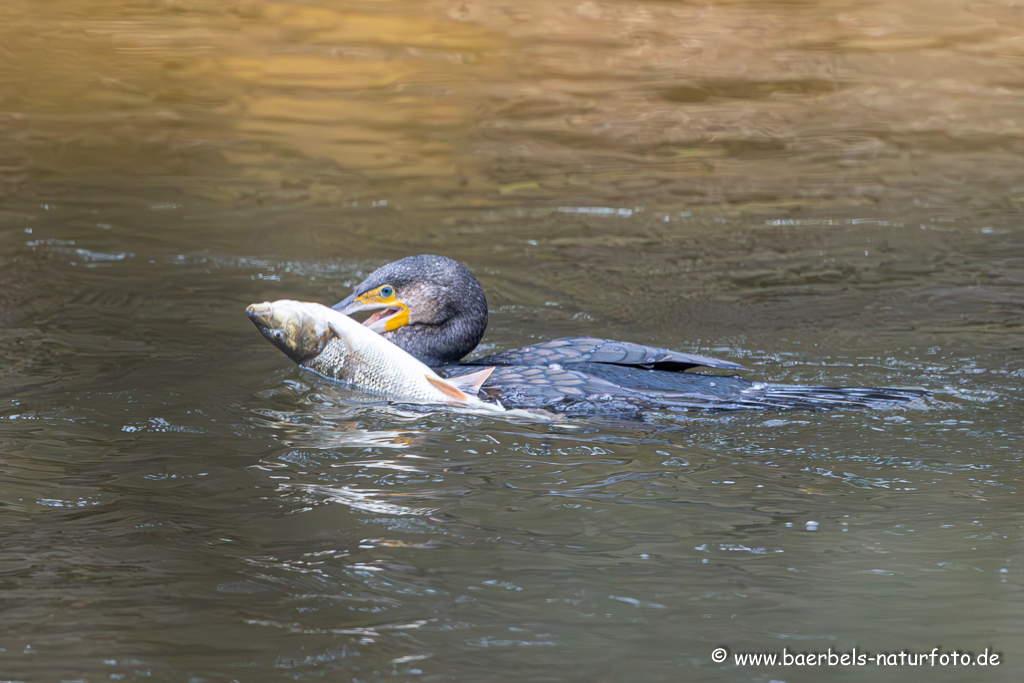 Kormoran