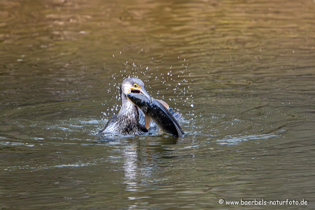 Kormoran