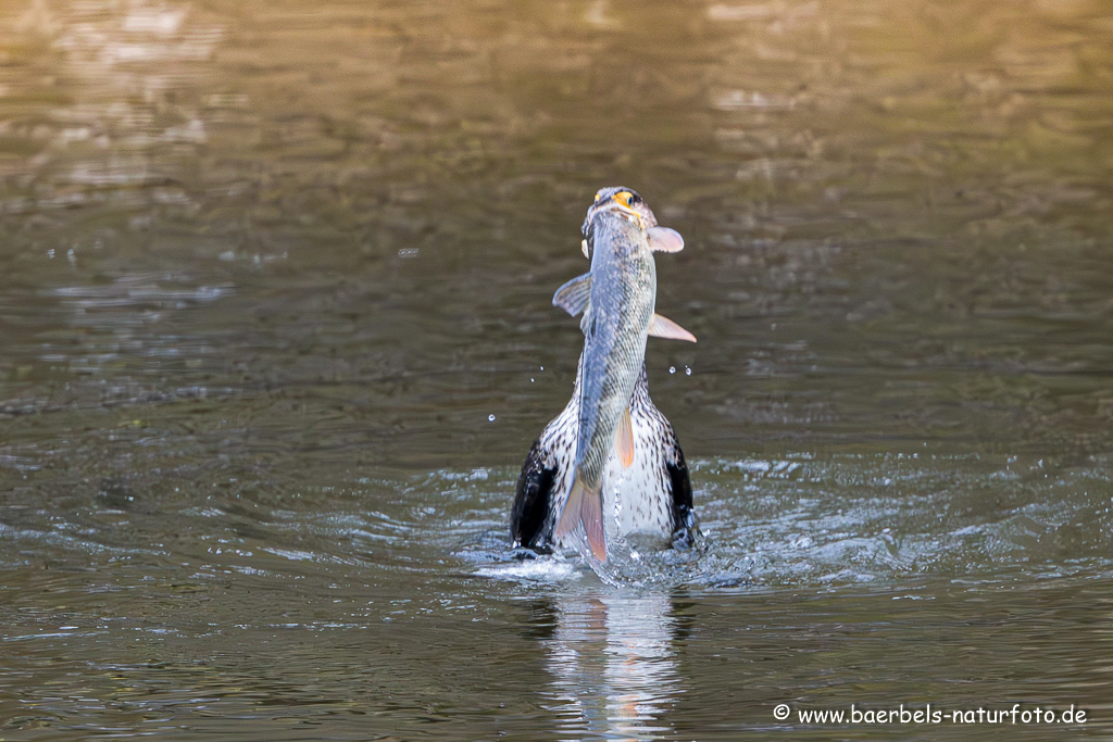 Kormoran