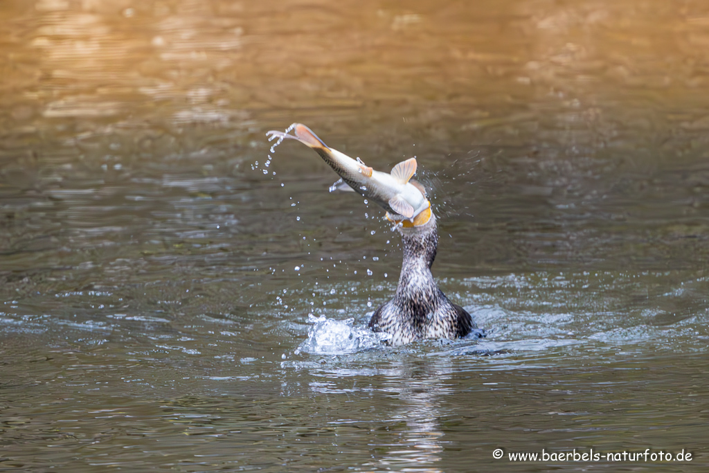 Kormoran