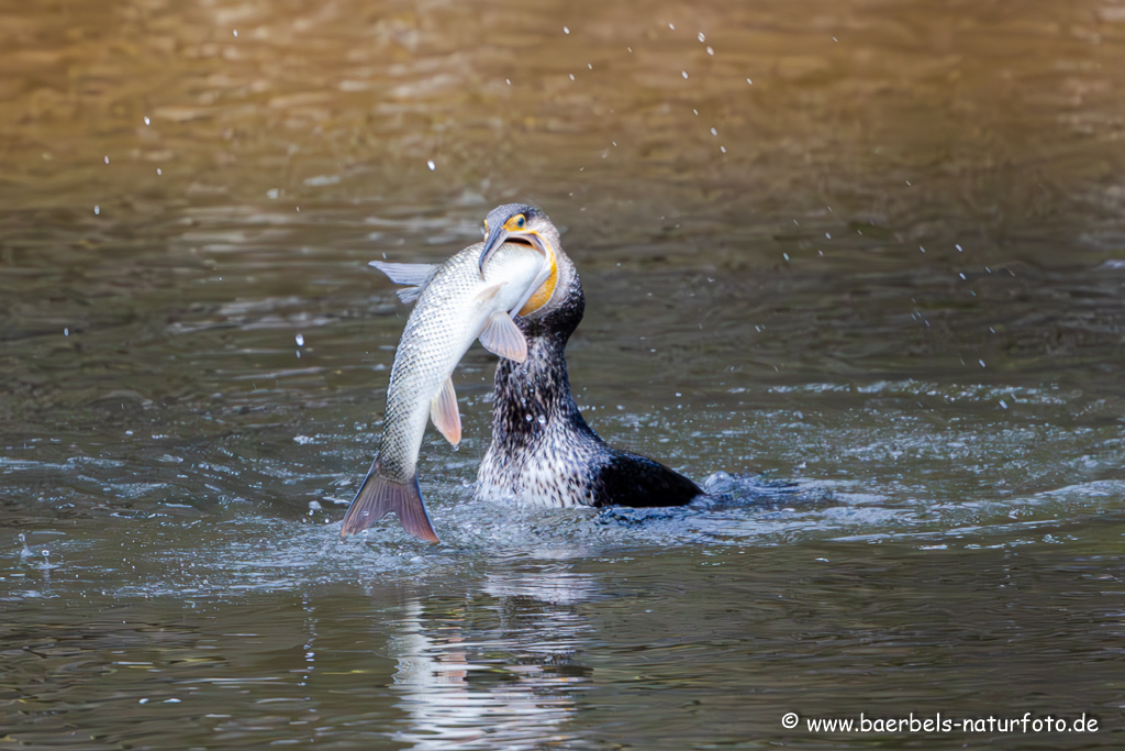 Kormoran