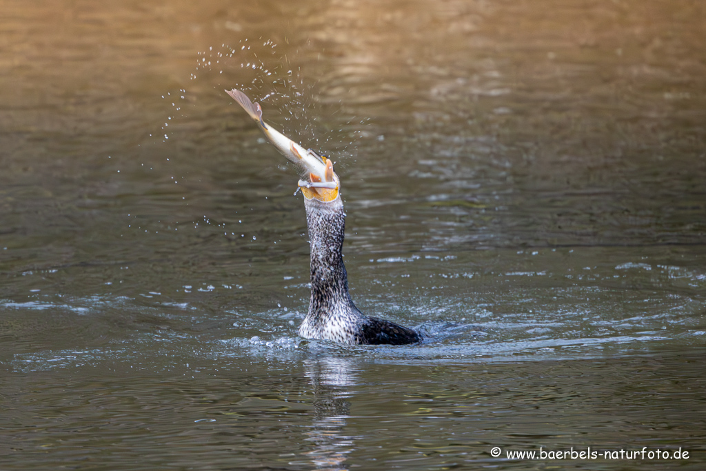 Kormoran