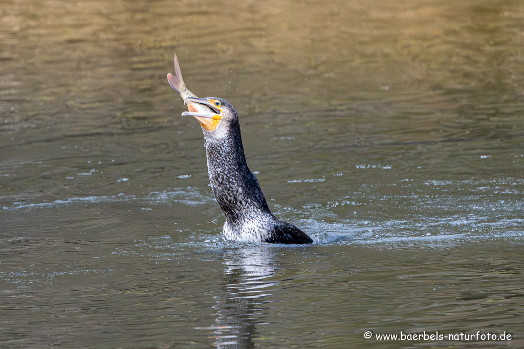 Kormoran