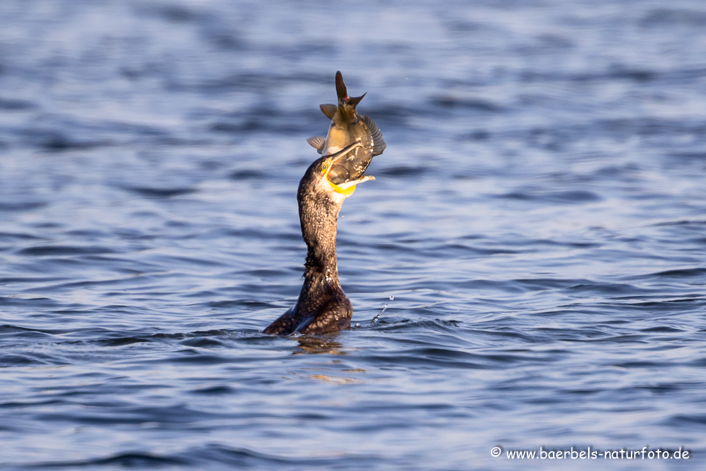 Kormoran