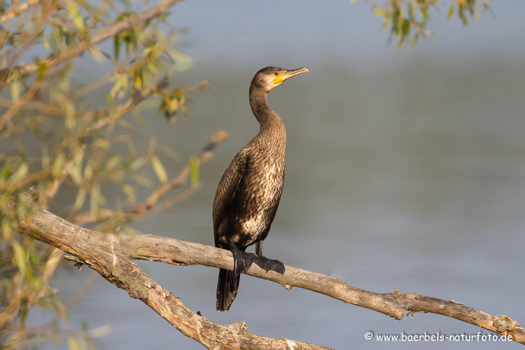 Kormoran