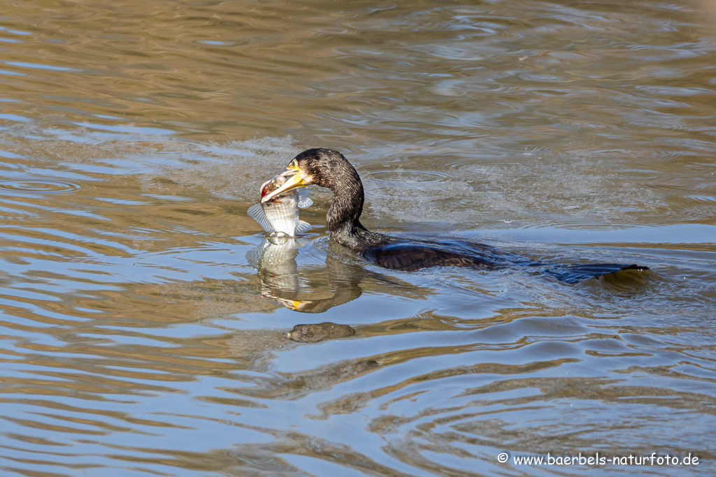 Kormoran