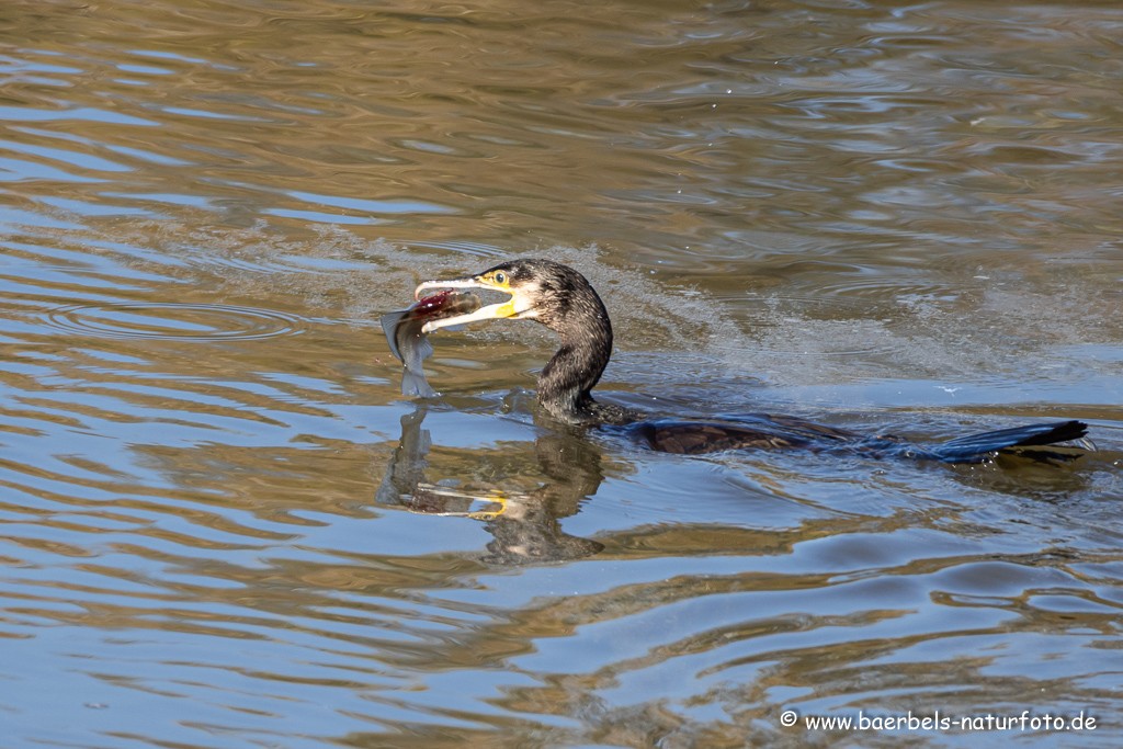 Kormoran