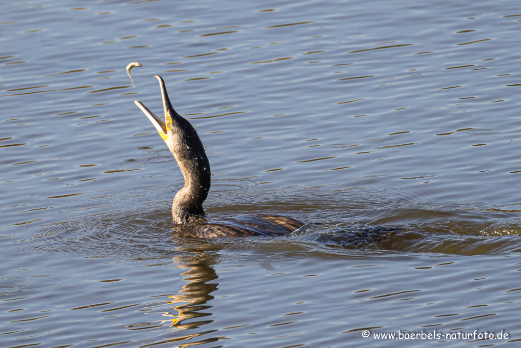 Kormoran