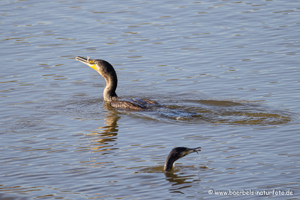 Kormoran