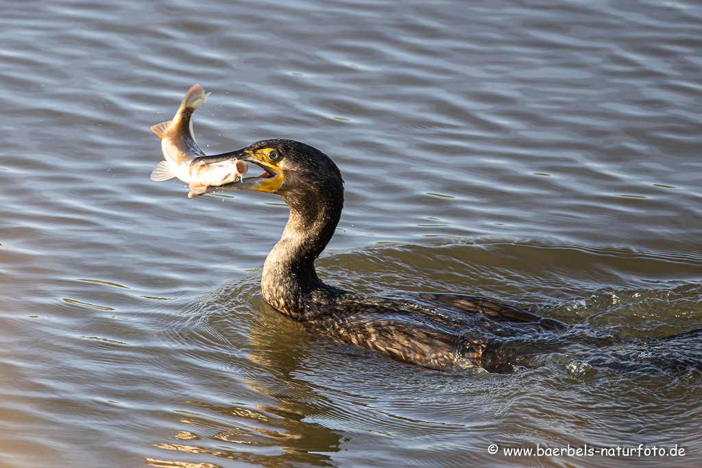 Kormoran