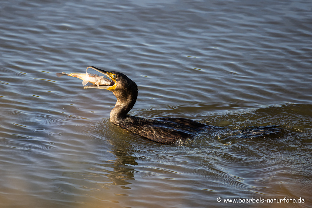 Kormoran