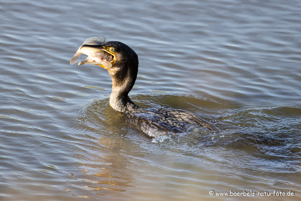 Kormoran