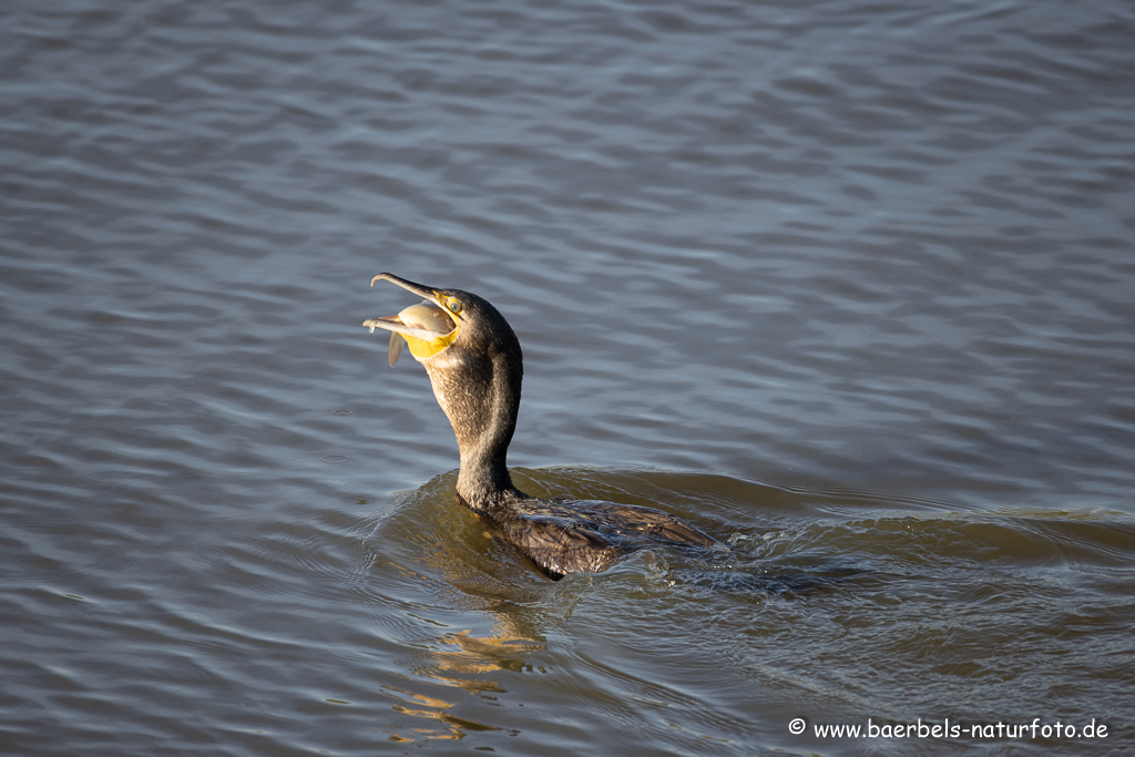 Kormoran