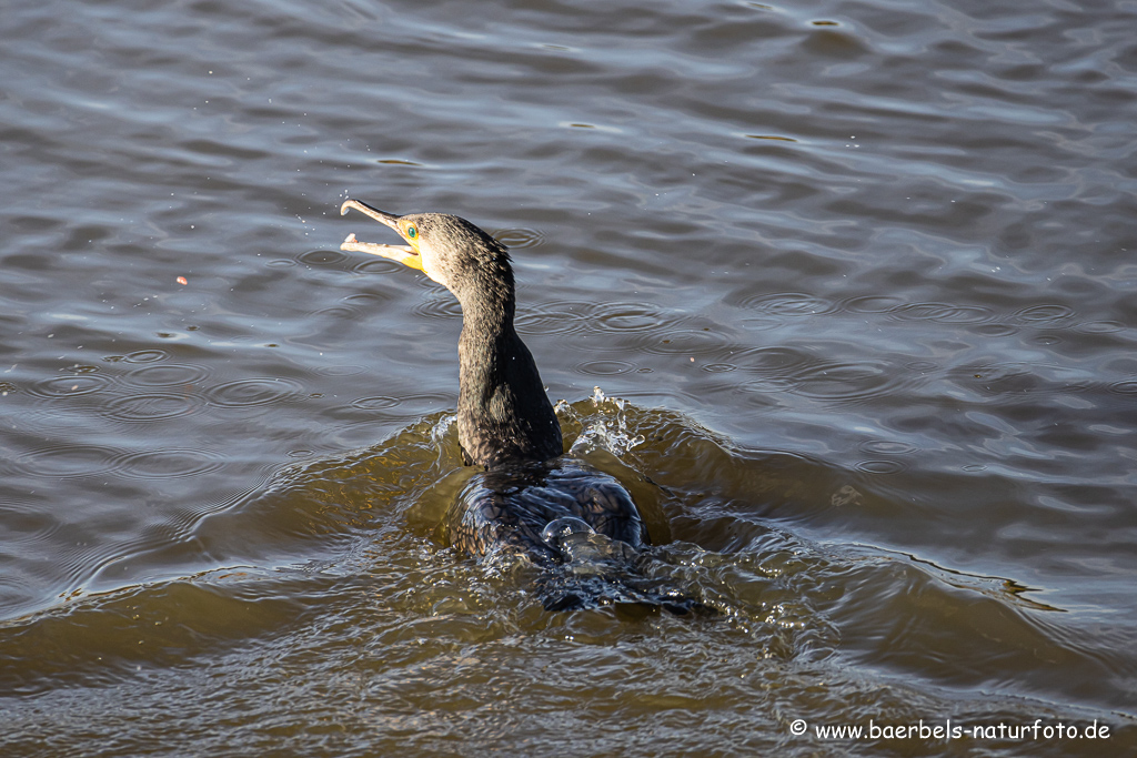 Kormoran