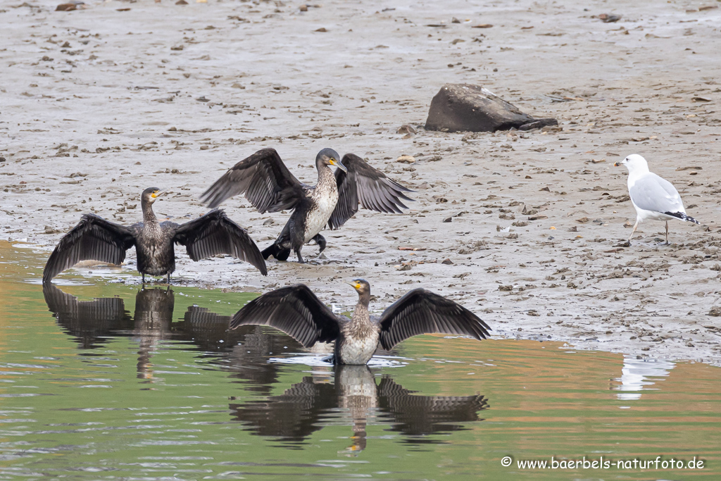 Kormoran