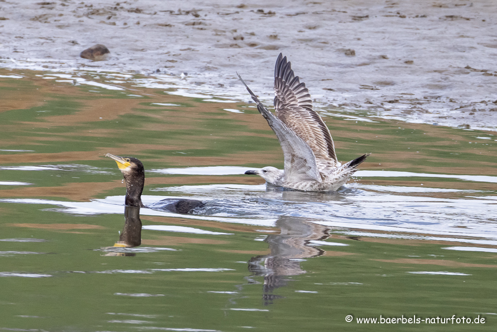 Kormoran