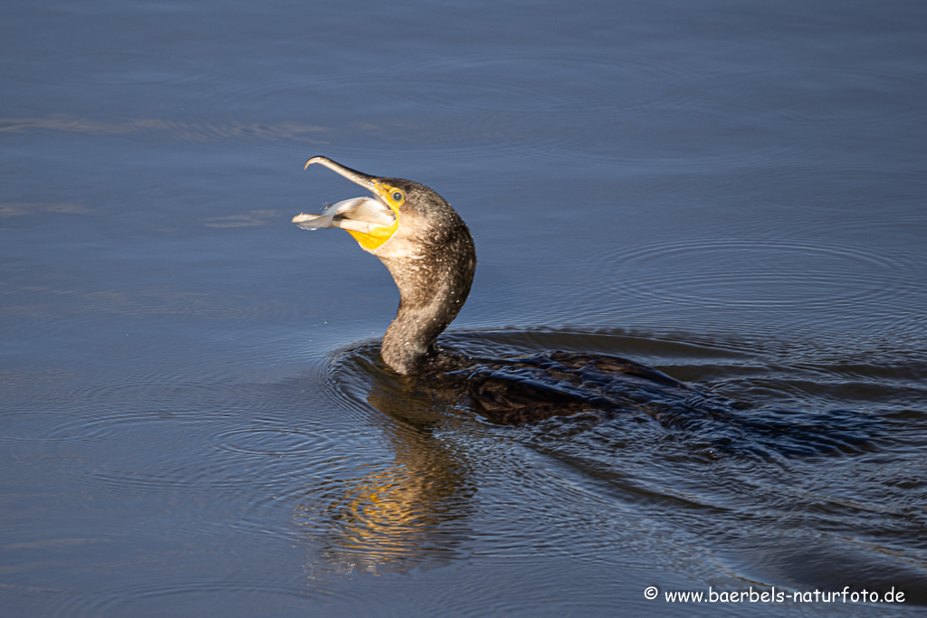 Kormoran