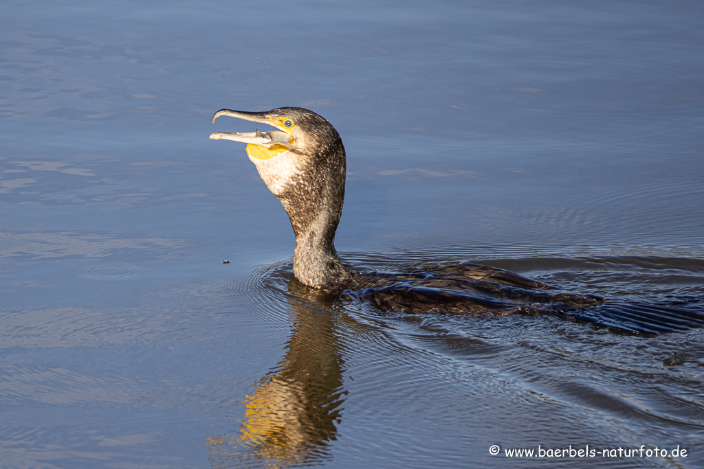 Kormoran