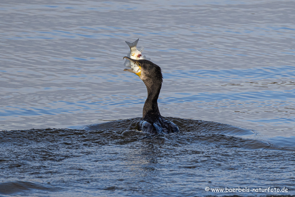 Kormoran