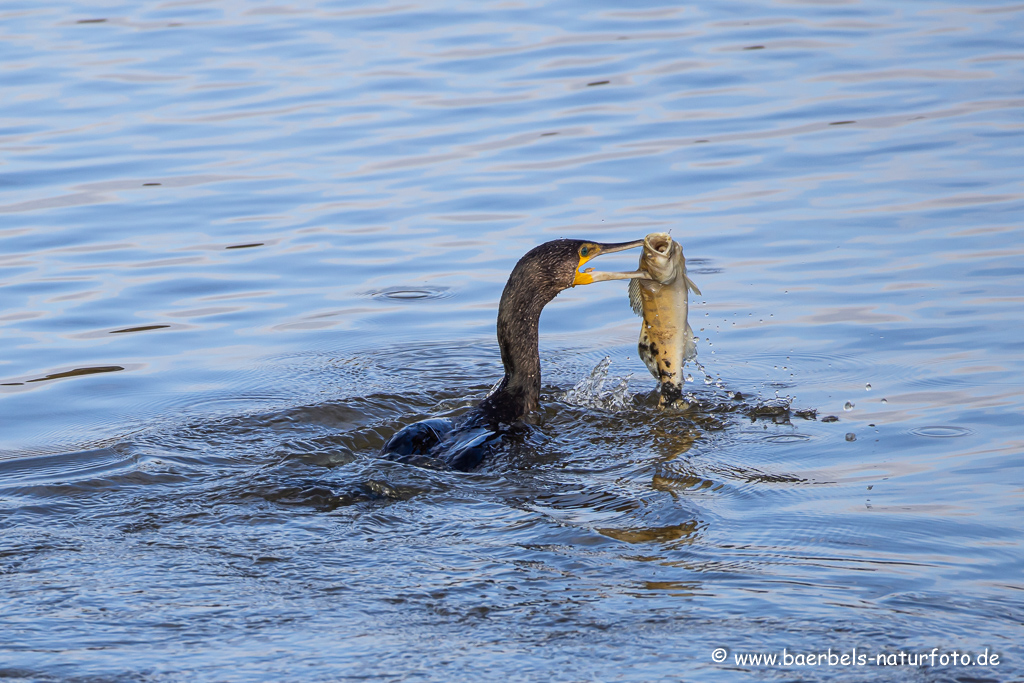 Kormoran