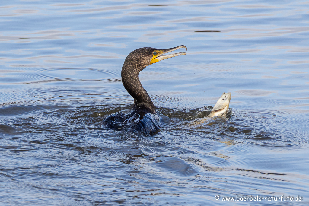 Kormoran