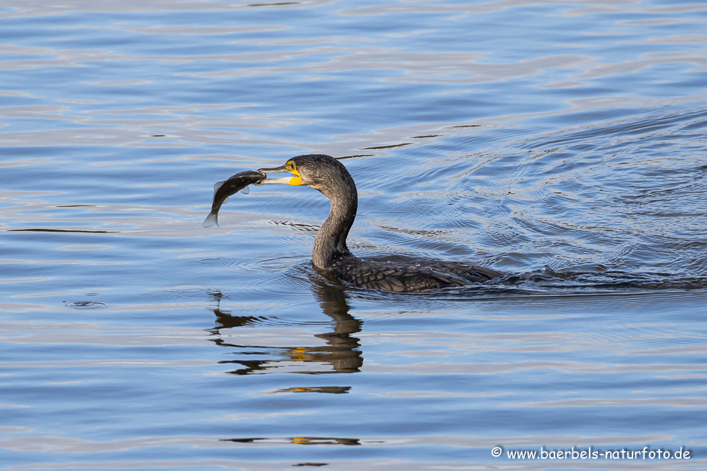 Kormoran