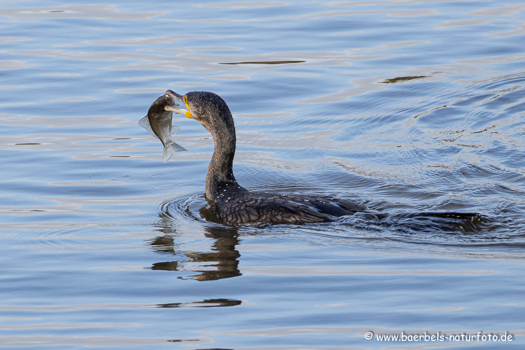 Kormoran