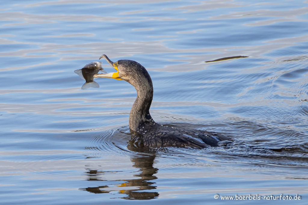 Kormoran