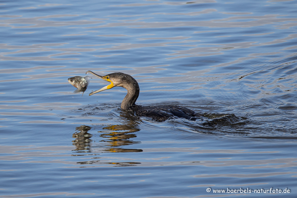 Kormoran