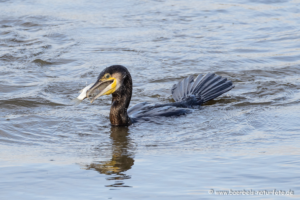 Kormoran