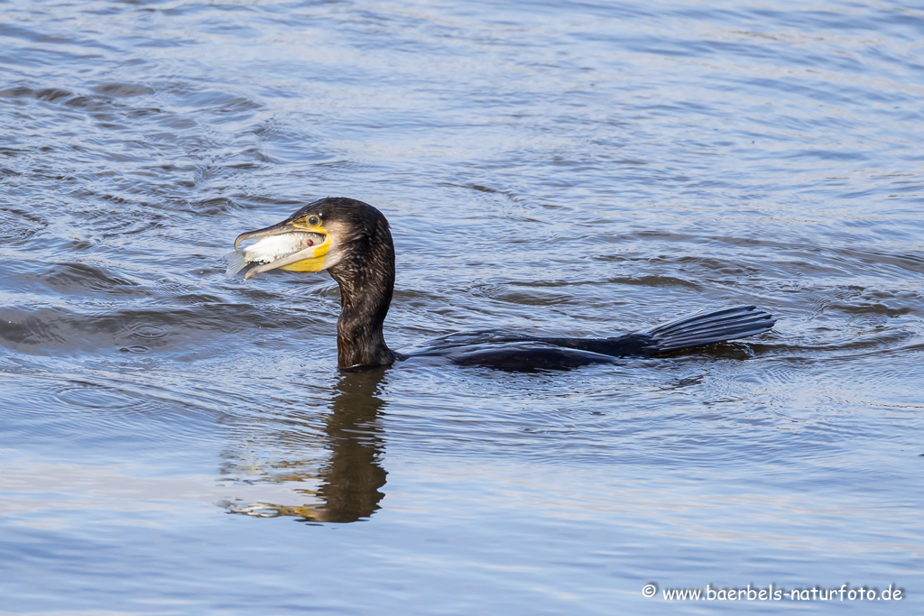 Kormoran