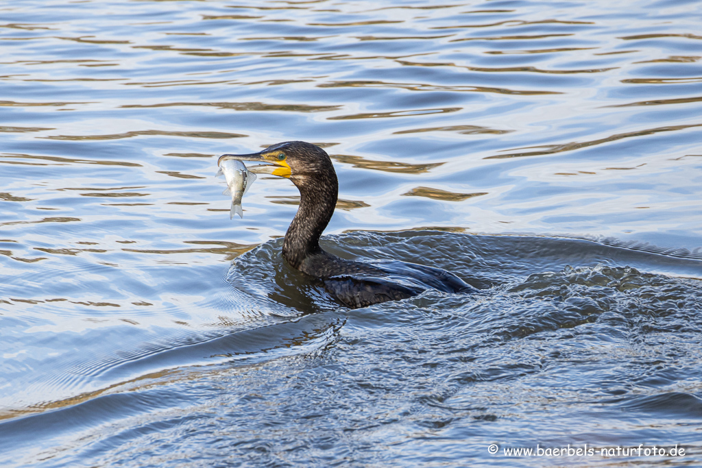 Kormoran