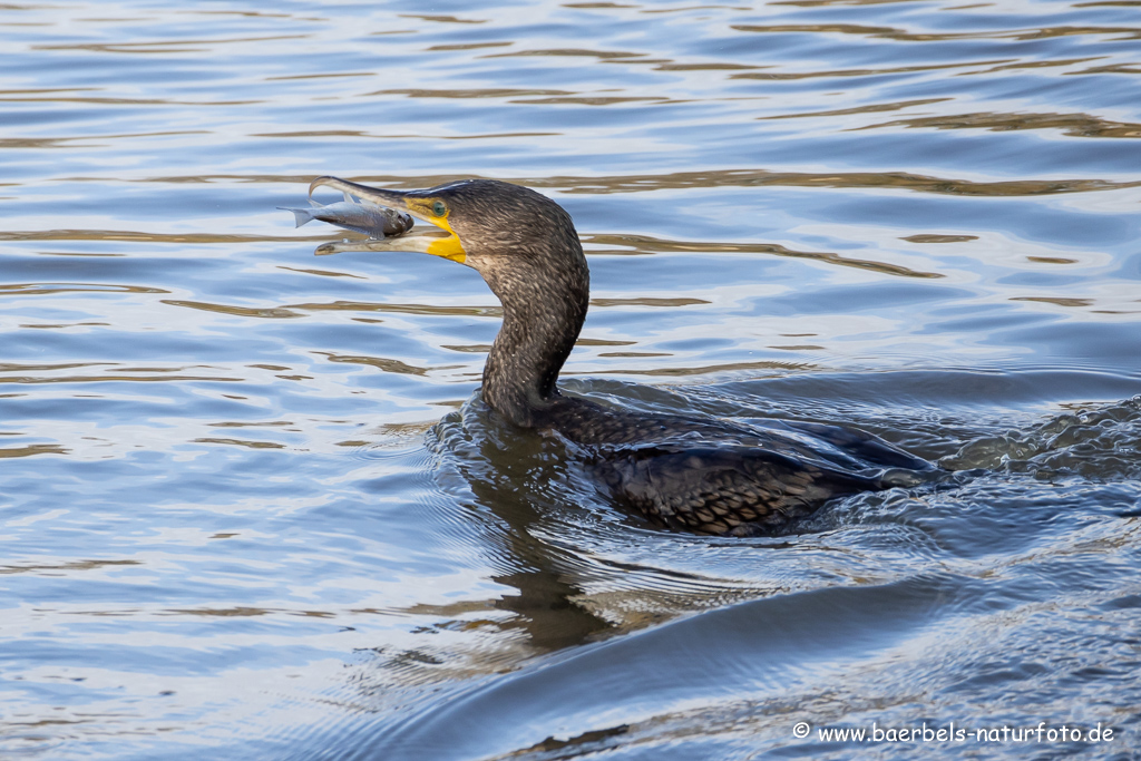 Kormoran