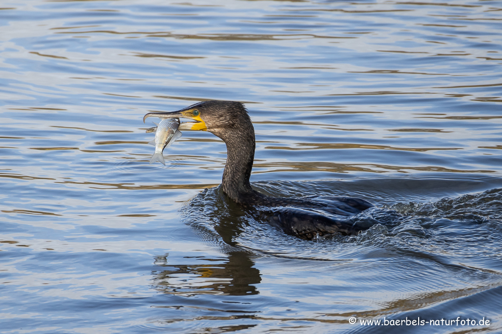 Kormoran