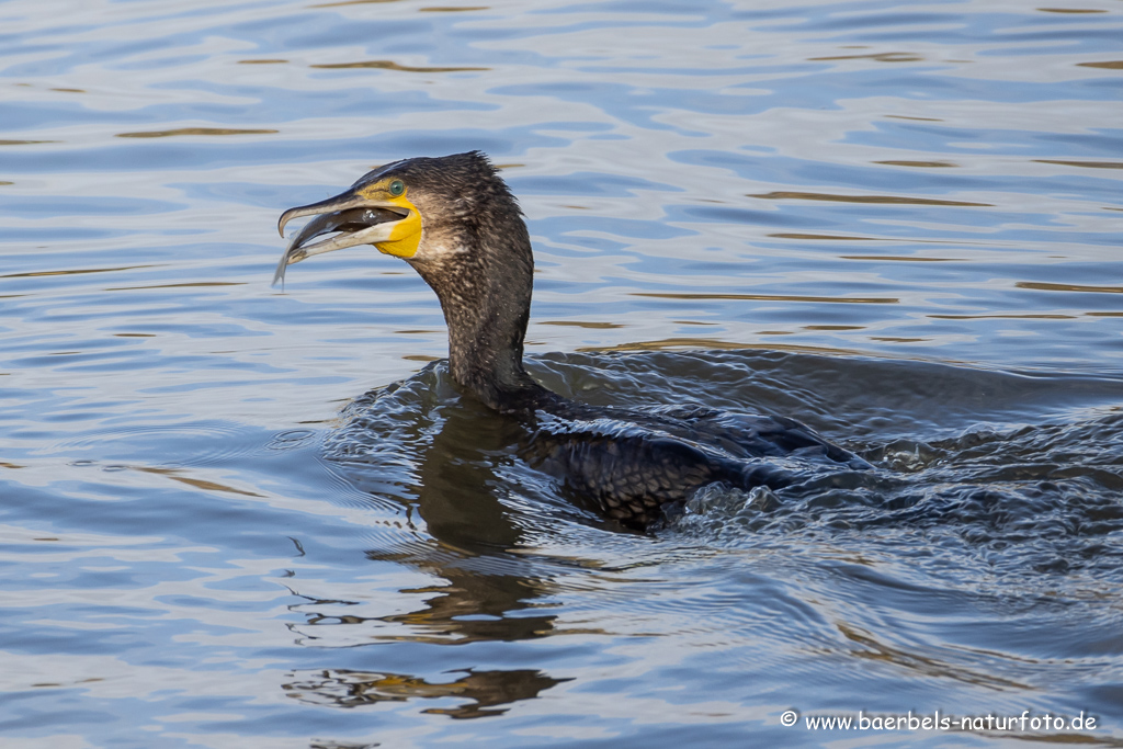 Kormoran