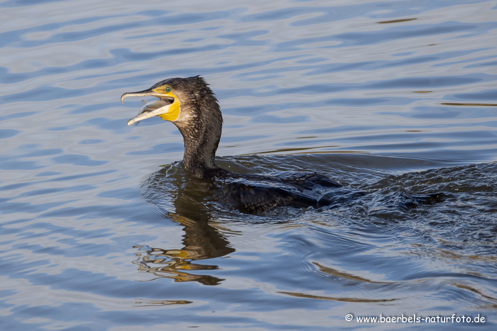 Kormoran