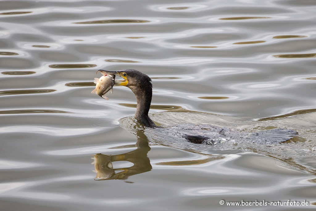 Kormoran