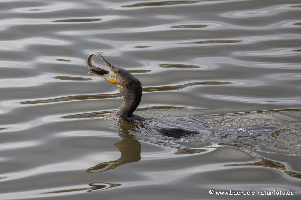 Kormoran