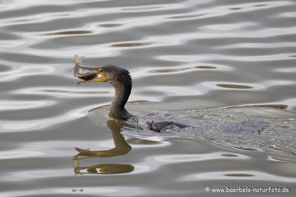 Kormoran