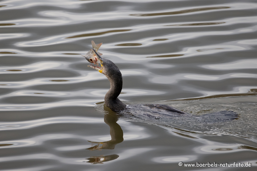 Kormoran