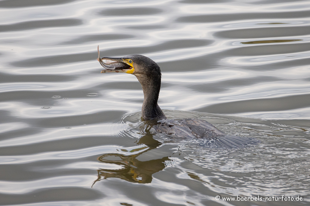 Kormoran