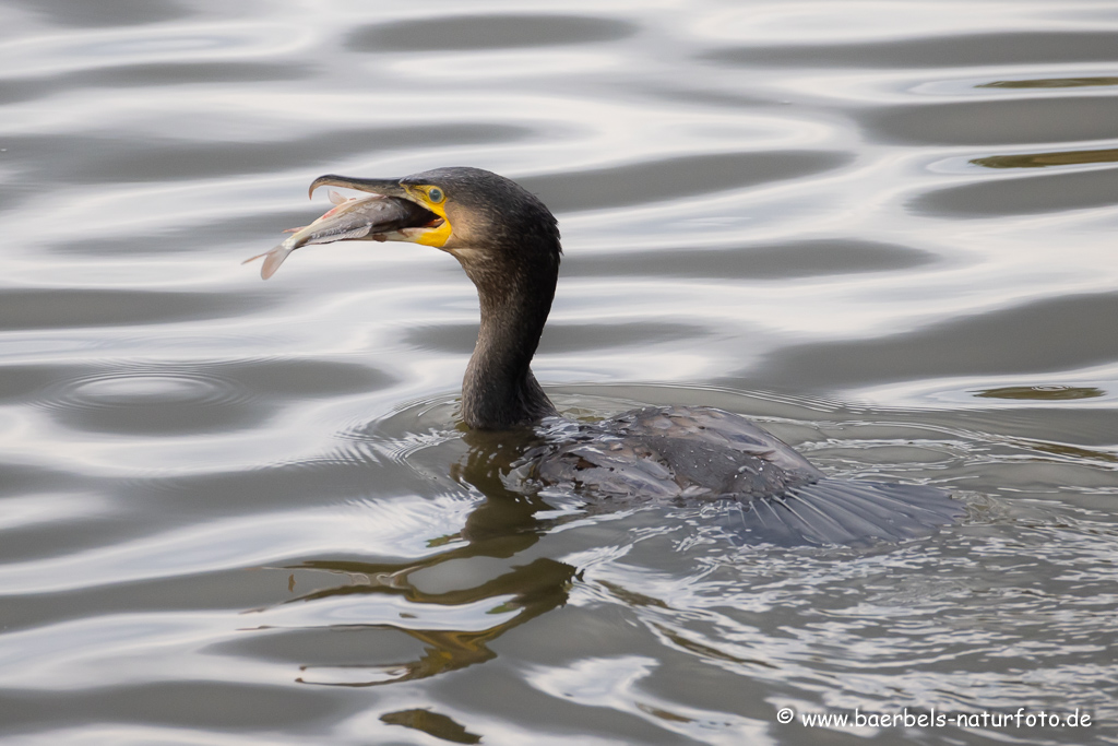 Kormoran