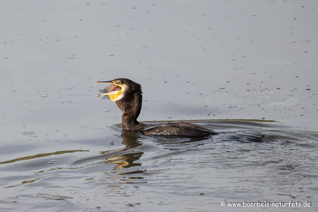 Kormoran