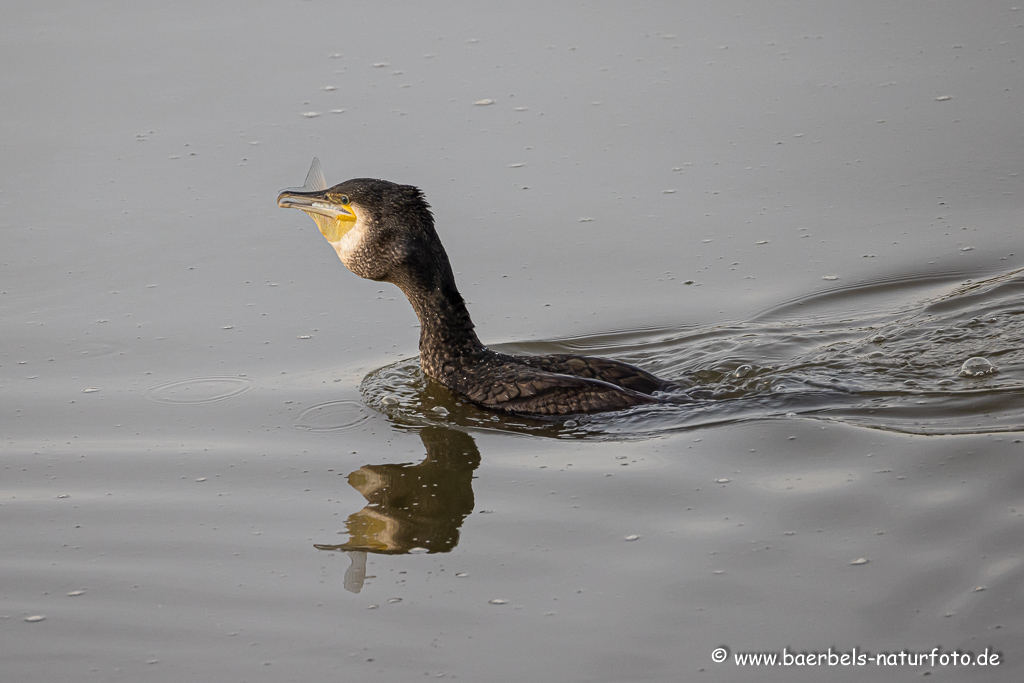 Kormoran