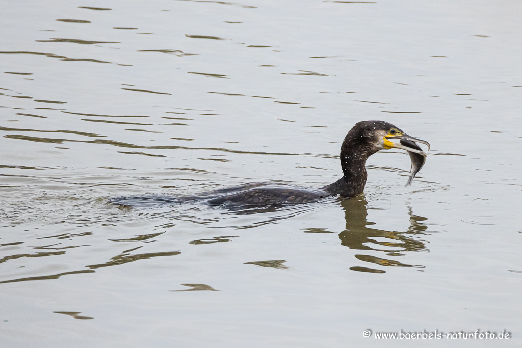 Kormoran