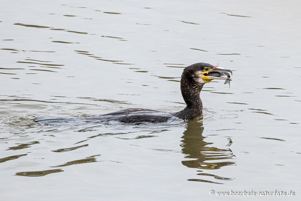 Kormoran