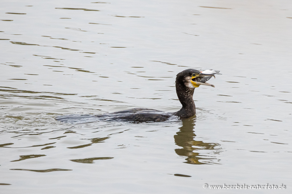 Kormoran